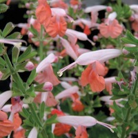  SAUGE COCCINEA SAUGE COCCINEA-NYMPH (Salvia coccinea)-bicolore saumon et blanc - Graineterie A. DUCRETTET