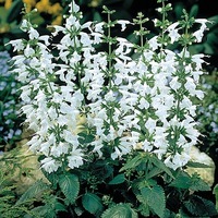  SAUGE COCCINEA SAUGE COCCINEA-NYMPH (Salvia coccinea)-blanc pur - Graineterie A. DUCRETTET