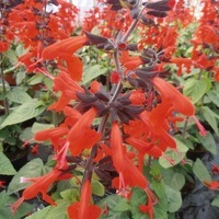  SAUGE COCCINEA SAUGE COCCINEA-FOREST FIRE (Salvia coccinea)-rouge - Graineterie A. DUCRETTET