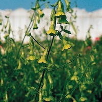 Graines de fleurs TABAC CHARTREUSE (Nicotiana langsdorfii) - Graineterie A. DUCRETTET