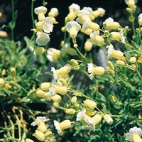 Graines de fleurs Vivaces - SILENE - Graineterie A. DUCRETTET