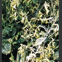  TABAC TABAC-LANGSDORFII VARIEGATA (Nicotiana langgsdorfii variegata)-vert - Graineterie A. DUCRETTET