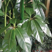  SCHEFFLERA SCHEFFLERA-ACTINOPHYLLA (Schefflera digitata)-vert - Graineterie A. DUCRETTET