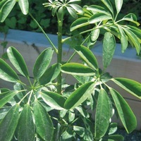  SCHEFFLERA SCHEFFLERA-ARBORICOLA (Schefflera arboricola)-vert - Graineterie A. DUCRETTET