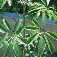 Graines de fleurs SCHEFFLERA ARBORICOLA (Schefflera arboricola) - Graineterie A. DUCRETTET