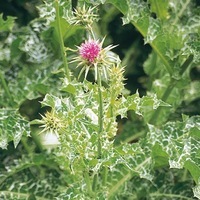  SILYBUM MARIANUM SILYBUM MARIANUM-Chardon de Marie (Silybum marianum)-pourpre - Graineterie A. DUCRETTET