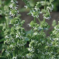 Graines de fleurs SAUGE SAUGE VERTICILLATA (Salvia verticillata) - Graineterie A. DUCRETTET