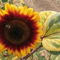 Graines de fleurs SOLEIL ou HELIANTHUS PANACH (Helianthus annuus) - Graineterie A. DUCRETTET