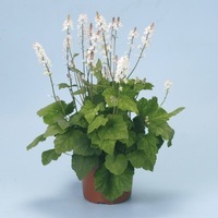 Graines de fleurs TIARELLA SILVERADO (Tiarella wherryi) - Graineterie A. DUCRETTET