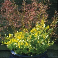 Graines de fleurs TALINUM LIMON (Talinum paniculatum) - Graineterie A. DUCRETTET