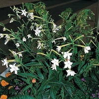  TABAC TABAC-SENSATION (Nicotiana alata)-blanc pur - Graineterie A. DUCRETTET