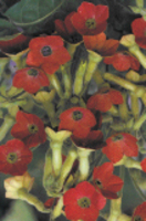 Graines de fleurs TABAC TINKERBELL F1 (Nicotiana hybrida) - Graineterie A. DUCRETTET