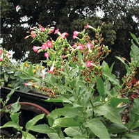  TABAC TABAC-NIRVANA (Nicotiana tabacum)-rose foncé et blanc - Graineterie A. DUCRETTET