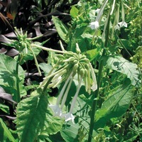  TABAC TABAC-ONLY THE LONELY (Nicotiana sylvestris)-blanc pur - Graineterie A. DUCRETTET