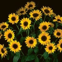 Graines de fleurs SOLEIL ou HELIANTHUS SUNBRIGHT SUPREME F1 (Helianthus annuus) - Graineterie A. DUCRETTET