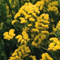  STATICE ANNUEL STATICE ANNUEL-QIS (Limonium sinuatum)-jaune clair - Graineterie A. DUCRETTET