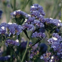  STATICE ANNUEL STATICE ANNUEL-QIS (Limonium sinuatum)-bleu ciel - Graineterie A. DUCRETTET