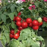 Graines de fleurs TOMATE pour potée TOTEM F1 (Lycopersicum) - Graineterie A. DUCRETTET