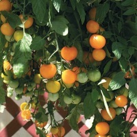  TOMATE pour suspension TOMATE pour suspension-TUMBLING TOM (Lycopersicum)-Graines non traitées. Fruit jaune - Graineterie A. DUCRETTET