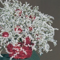 Graines de fleurs STATICE TATARICUM (Limonium dumosum) - Graineterie A. DUCRETTET