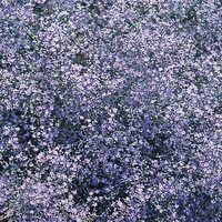 Graines de fleurs STATICE LATIFOLIUM (Limonium latifolium (ou platyphyllum)) - Graineterie A. DUCRETTET