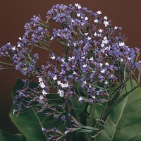  STATICE STATICE-L.PEREZII (Limonium perezii)-bleu - Graineterie A. DUCRETTET