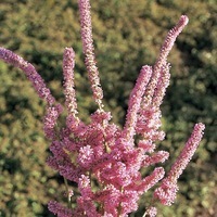  STATICE ANNUEL STATICE ANNUEL-SUWOROWII (Limonium (psylliostachys) su-worowii)-rose vif - Graineterie A. DUCRETTET