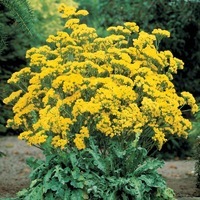  STATICE ANNUEL STATICE ANNUEL-FOREVER (Limonium sinuatum)-jaune d'or - Graineterie A. DUCRETTET