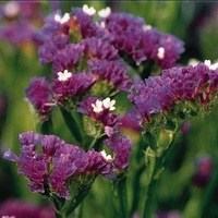  STATICE ANNUEL STATICE ANNUEL-QIS (Limonium sinuatum)-bleu foncé - Graineterie A. DUCRETTET