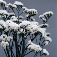  STATICE ANNUEL STATICE ANNUEL-QIS (Limonium sinuatum)-blanc - Graineterie A. DUCRETTET