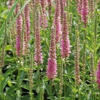 Graines de fleurs VERONIQUE GOBLIN (veronica spicata) - Graineterie A. DUCRETTET