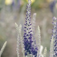 Graines de fleurs VERONIQUE INCANA (Veronica spicata ssp incana) - Graineterie A. DUCRETTET