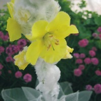 Graines de fleurs VERBASCUM ou Molène BOMBYCIFERUM (Verbascum bombyciferum) - Graineterie A. DUCRETTET