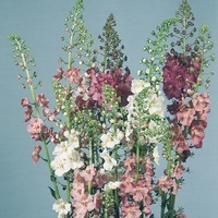 Graines de fleurs VERBASCUM ou Molène PHOENICEUM (Verbascum phoeniceum) - Graineterie A. DUCRETTET