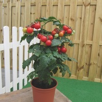 Graines potagères TOMATE POUR POTEES ORNEMENTALES RED ROBIN (Lycopersicum) - Graineterie A. DUCRETTET