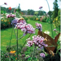 Graines de fleurs VERVEINES DIVERSES BONARIENSIS (Verbena bonariensis) - Graineterie A. DUCRETTET
