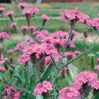 Graines de fleurs VERVEINE VENOSA VENOSA (Verbena rigida) - Graineterie A. DUCRETTET