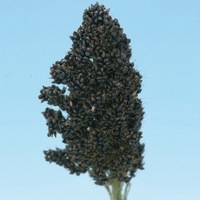  GRAMINEES ANNUELLES GRAMINEES ANNUELLES-SORGHO TEXAS BLACK (Sorghum nigrum)-vert - Graineterie A. DUCRETTET