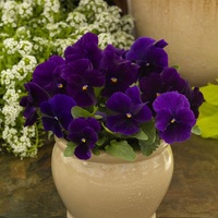 Graines de fleurs VIOLA CORNUTA ALPINE F1 (Viola cornuta) - Graineterie A. DUCRETTET