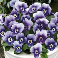  VIOLA CORNUTA VIOLA CORNUTA-ADMIRE F1 (Viola cornuta)-marina - Graineterie A. DUCRETTET