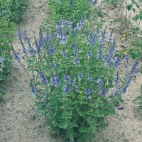 Graines de fleurs VERONIQUE ROYAL BLUE (Veronica teucrium austriaca) - Graineterie A. DUCRETTET