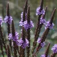 Graines de fleurs VERVEINES DIVERSES HASTATA (Verbena hastata) - Graineterie A. DUCRETTET
