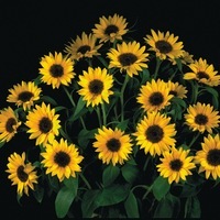  SOLEIL ou HELIANTHUS SOLEIL ou HELIANTHUS-PACINO (Helianthus annuus)-jaune d'or - Graineterie A. DUCRETTET