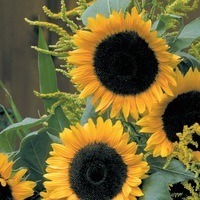 Graines de fleurs SOLEIL ou HELIANTHUS SOLARA F1 (Helianthus annuus) - Graineterie A. DUCRETTET