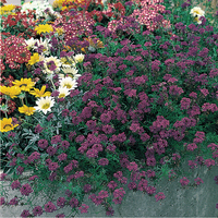 Graines de fleurs VERVEINE SPECIOSA IMAGINATION (Verbena speciosa) - Graineterie A. DUCRETTET