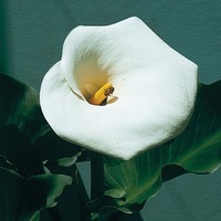  ZANTEDESCHIA (Calla) ZANTEDESCHIA (Calla)-ZANTEDESCHIA (Zantedeschia aethiopica (calla))-blanc - Graineterie A. DUCRETTET