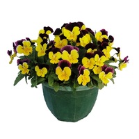 Graines de fleurs VIOLA CORNUTA GRANDISSIMO F1 (Viola cornuta) - Graineterie A. DUCRETTET