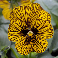 Graines de fleurs VIOLA CORNUTA TIGER EYE F1 (Viola cornuta) - Graineterie A. DUCRETTET