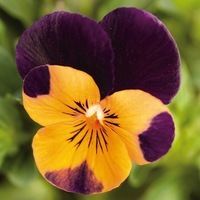  VIOLA CORNUTA VIOLA CORNUTA-ADMIRE F1 (Viola cornuta)-Orange purple wing - Graineterie A. DUCRETTET