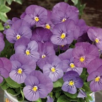  VIOLA CORNUTA VIOLA CORNUTA-ADMIRE F1 (Viola cornuta)-Pink - Graineterie A. DUCRETTET